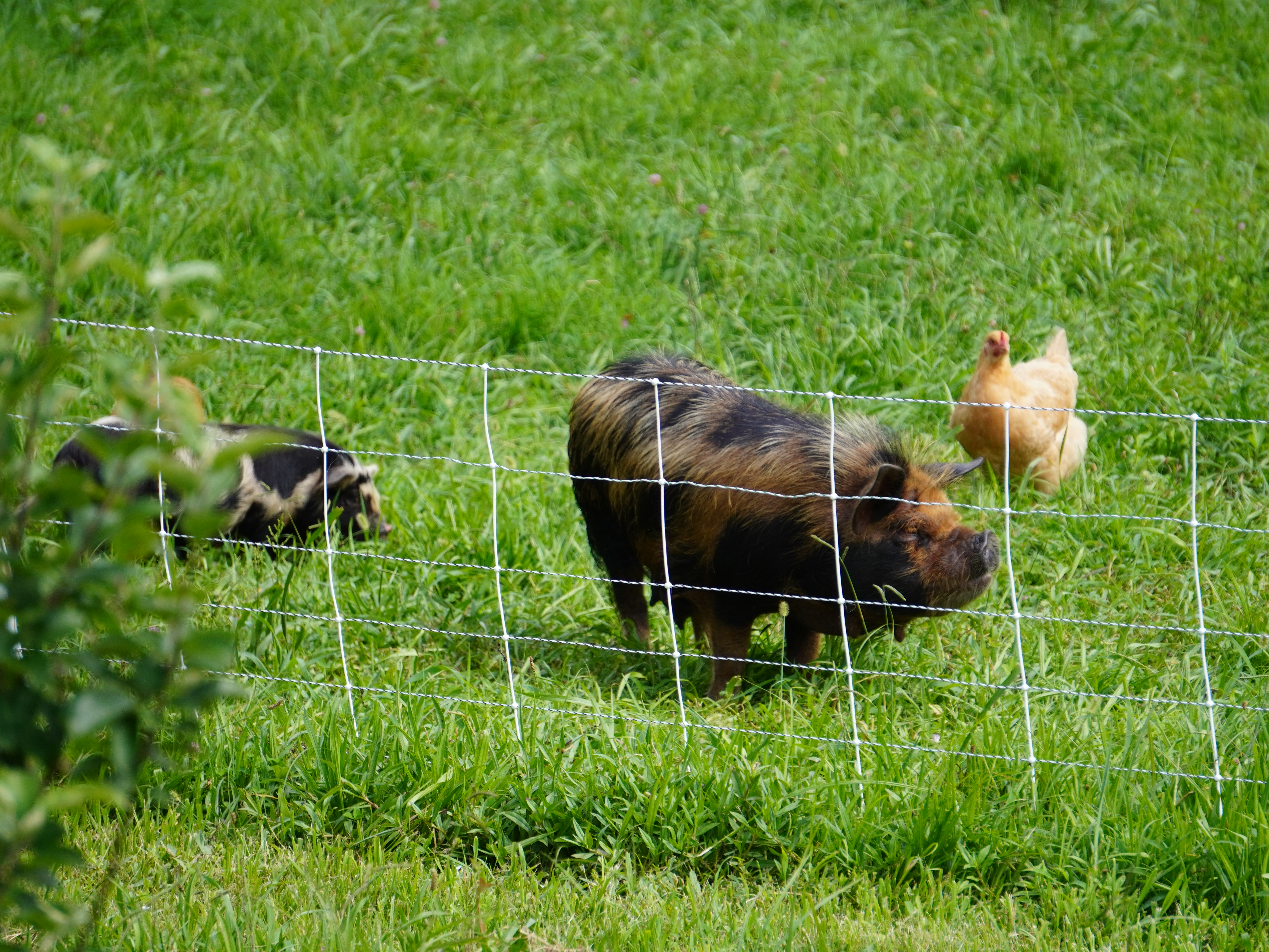 Pigs and Chickens